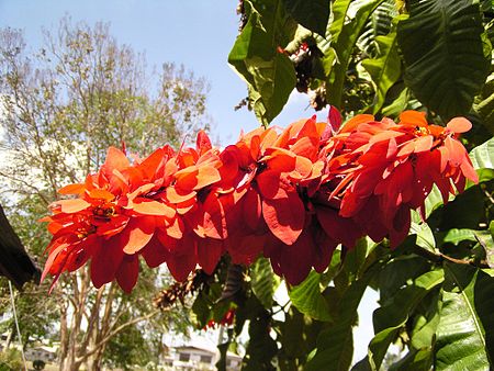 Warszewiczia_coccinea