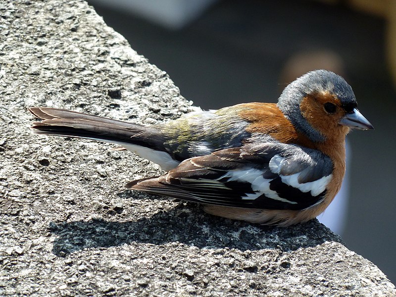 File:Chaffinch @ Portmeirion (9482885631).jpg