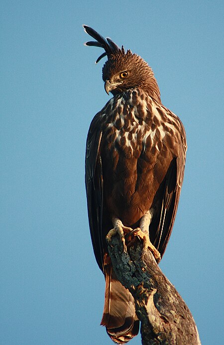 Changeable Hawk Eagle Bandipur.jpg