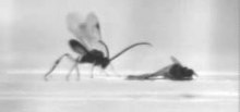 File: Cotesia-congregata-erkak-sudlov-qo'shig'ining xarakteristikasi va avlodi (Hymenoptera-pone.0062051.s003.ogv