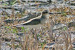 Charadrius veredus Батыс Тимор 0.jpg