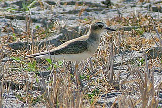 <span class="mw-page-title-main">Oriental plover</span> Species of bird