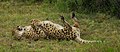 Cheetah roly poly - Flickr - CarolineG2011.jpg