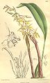 Chelonistele sulphurea var. sulphurea (as syn. Coelogyne perakensis) plate 8203 in: Curtis's Bot. Magazine (Orchidaceae), vol. 134, (1908)