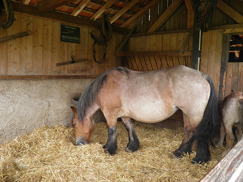 File:Cheval (Ardennais).jpg