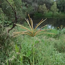 Chloris gayana (Poaceae), Mexico.jpg