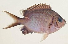 Chromis alpha.jpg