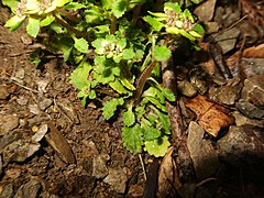 根出葉はロゼットを形成し、開花時期にも残存する。