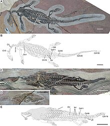 Chusaurus xiangensis--Liu Cheng Stubbs Moon.jpg