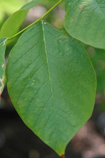 File:Cladrastis lutea 5zz.jpg