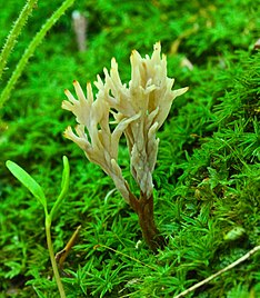 Clavulina ornatipes (Пек) Уголок 538554.jpg