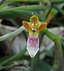 Cleisostoma simondii Orchid Flowers up close.