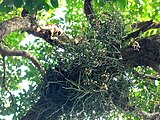 A group of wild Cleisostoma simondii Orchids flowering in a tree branch in Hong Kong.