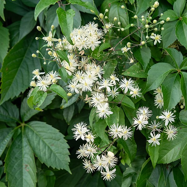 File:Clematis Vitalba.jpg