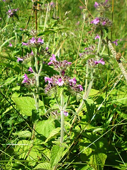 Krūminė šunmėtė (Clinopodium vulgare)