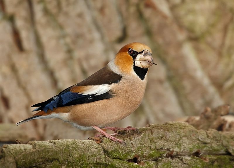 File:Coccothraustes coccothraustes 1 (Martin Mecnarowski).jpg