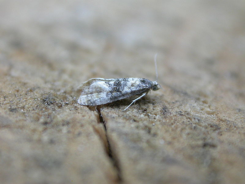 File:Cochylis nana (2939474935).jpg