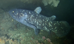 Coelacanth off Pumula on the KwaZulu-Natal South Coast, South Africa, on 22 November 2019.png