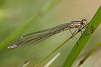 Coenagrion hastulatum