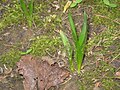 Colchicum autumnale young leaves
