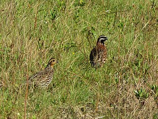 <span class="mw-page-title-main">Yucatan bobwhite</span> Species of bird