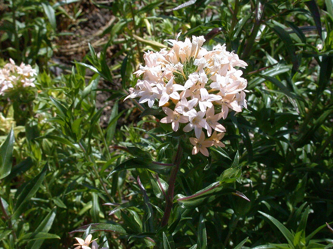 Collomia grandiflora