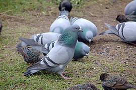 Des pigeons bisetssauvages, en train de picorer, parmi les étourneaux