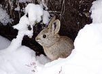 Thumbnail for Columbia Basin pygmy rabbit