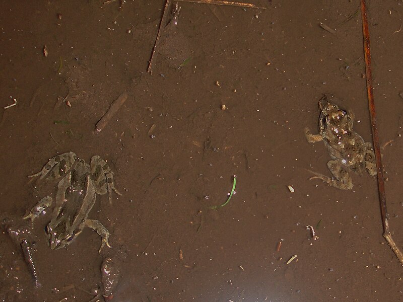 File:Common Froglet (Crinia signifera) (6161274555).jpg