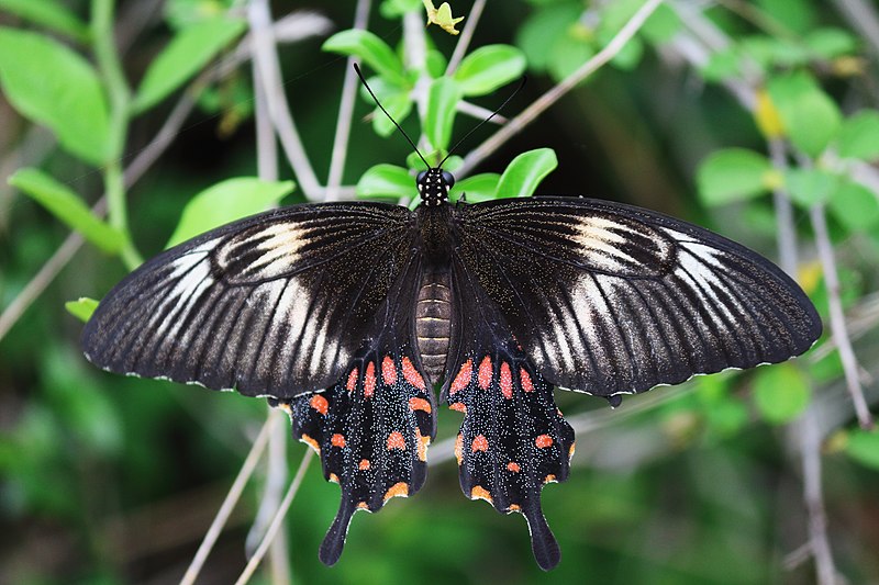File:Common Mormon - Papilio polytes - கறிவேப்பிலை அழகி.jpg
