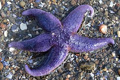 File:Common Sea Star (Asterias rubens) - Oslo, Norway 2021-03-25 (03).jpg (Category:Asterias rubens)