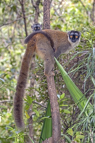 Image: Common brown lemur (Eulemur fulvus) female with juvenile