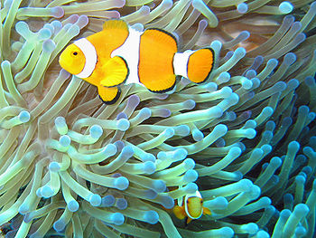 English: Common Clownfish (Amphiprion ocellaris) in their Sea Anemone (Heteractis magnifica) home on the Great Barrier Reef, Australia.