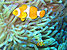 Common clownfish.jpg