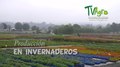 File:Como Funciona la Producción en Invernaderos - TvAgro por Juan Gonzalo Angel.webm