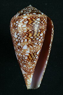 <i>Conus dalli</i> Species of sea snail