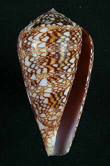 Conus dalli.JPG