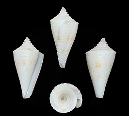 Conus kevani