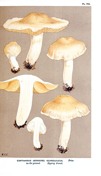 File:Cooke-Illustrations of British Fungi-Pl.775.jpg