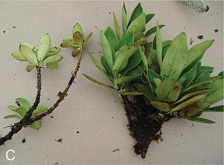 Coprosma meyeri