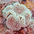 * Nomination Toadstool leather coral (Sarcophyton glaucum), Red Sea, Egypt --Poco a poco 06:19, 4 July 2023 (UTC) * Promotion Good quality. --ReneeWrites 06:00, 10 July 2023 (UTC)