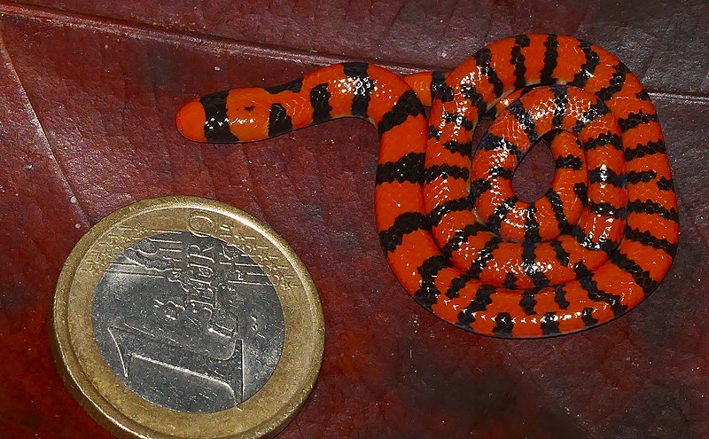 File:Coral Cylinder Snake (Anilius scytale) neonate ... (40927420381).jpg