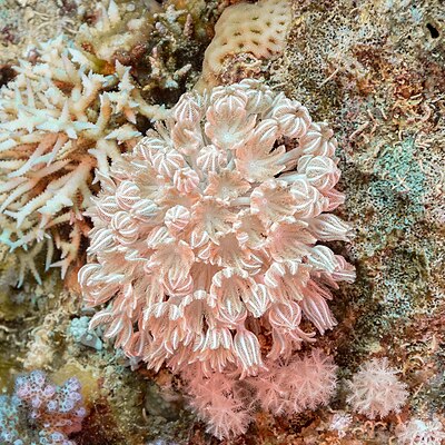 White pulse coral (Xenia umbellata), Ras Katy, Sharm el-Sheikh, Egypt