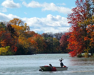 Cormorants in the Prospect Park Lake by Allison C. Meier