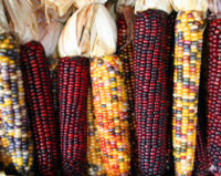Decorative multicolored ears of corn