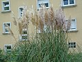 Cortaderia selloana Hierba de las Pampas (INVASORA)