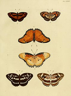 <i>Athyma sulpitia</i> Species of butterfly