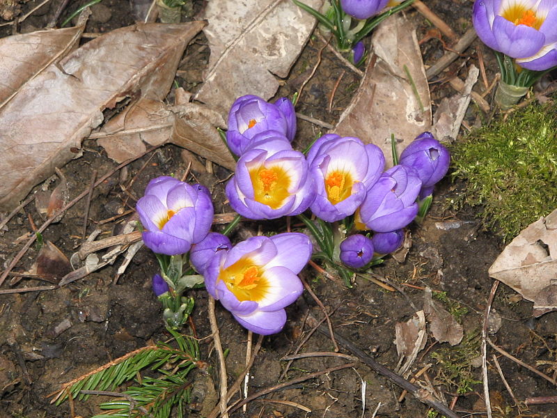 File:Crocus sieberi Tricolor05.jpg