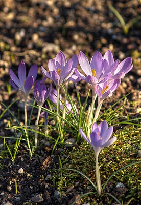 Crocus tommasinianus LC0031.jpg