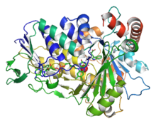 Crystal structure of Tryptophan-7-Halogenase.png